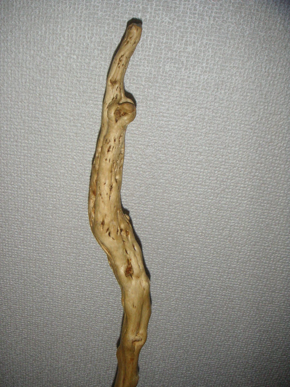 アカザの杖（藜の杖）手作り ハンドメイドの仙人の杖風、魔法の杖的